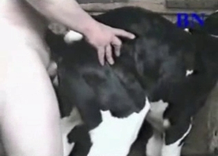 Anal sex session with a black beast
