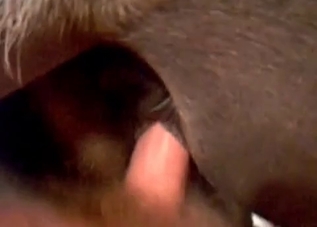 Dirty dude drilling this sexy-ass dog on camera