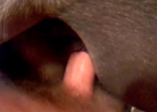 Dirty dude drilling this sexy-ass dog on camera