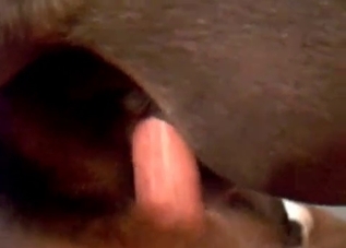Dirty dude drilling this sexy-ass dog on camera