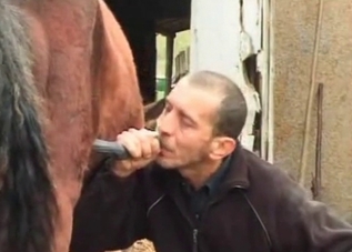Guy is sniffing horse's ass for some reason