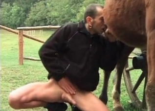 Guy is sniffing horse's ass for some reason