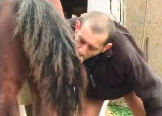 Guy is sniffing horse's ass for some reason