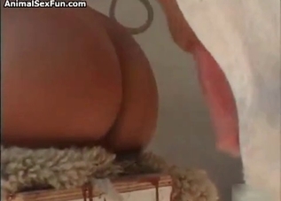 Horse cock getting lovingly stroked on camera