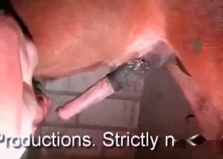 Gorgeous horse enjoying bestiality sex in HD