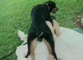 Dirty dog drilling a tight human pussy