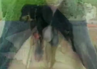 Dirty dog drilling a tight human pussy