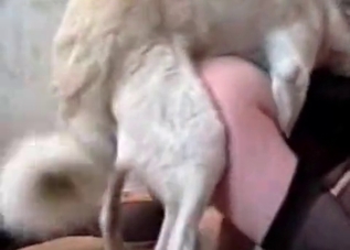 Doggo loves making sure the owner cums