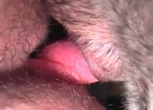 Amateur hotties enjoying sweet bestiality