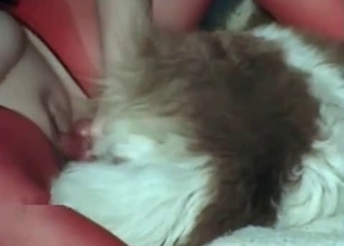 Hardcore mutt enjoying close-up fucking