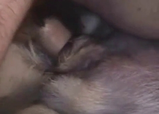 Dirty dude shoves his dick up dog's hole
