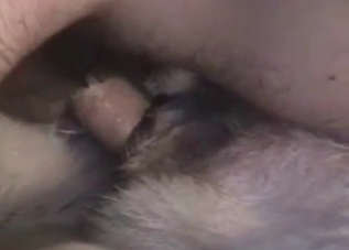 Dirty dude shoves his dick up dog's hole