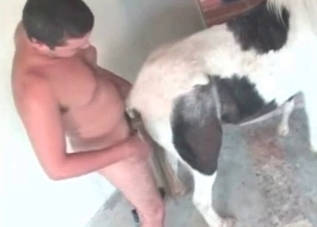Exploring animal asshole on camera