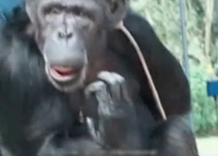 Monkey wants to fuck humans all day long