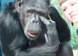 Monkey wants to fuck humans all day long