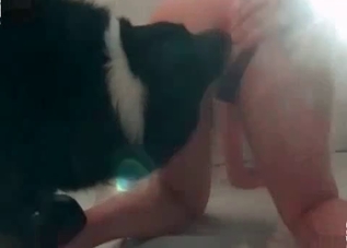 Dog cock is getting orally pleasured on cam