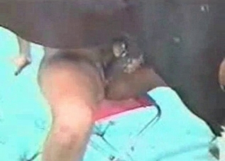 Horse cock getting serviced on camera