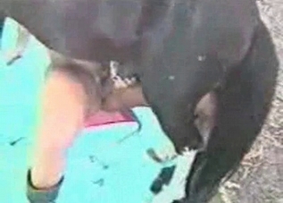 Horse cock getting serviced on camera