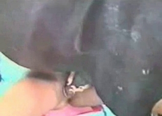 Horse cock getting serviced on camera