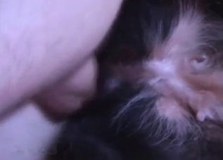 Gay puppy takes a huge cock up the ass