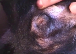 Gay puppy takes a huge cock up the ass