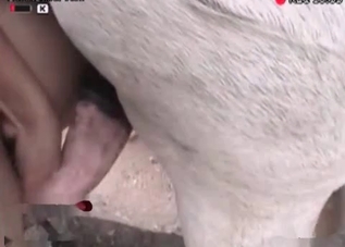 High-quality bestiality turns absolutely crazy
