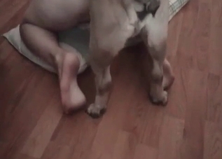 Young dog is really into hardcore bestiality