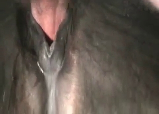 Creepy dude is way into fucking animals