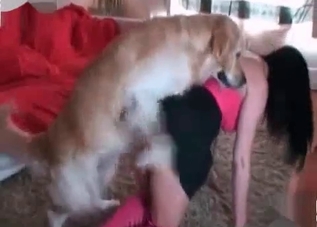 Owner getting fucked by a hot-ass retriever