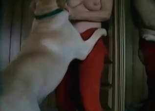Dirty dogs that enjoy bestiality fucking