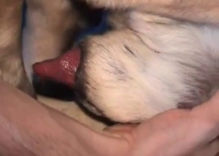 Bedroom-based bestiality with a beautiful dog