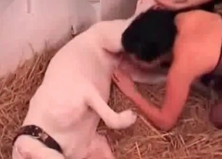 Cute chick enjoying this dog's huge cock