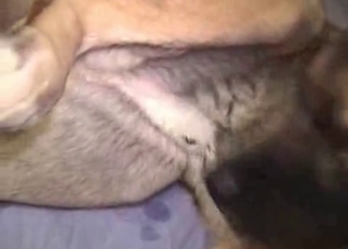 Husky's ass gets gaped on camera