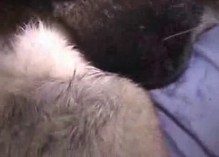 Husky's ass gets gaped on camera