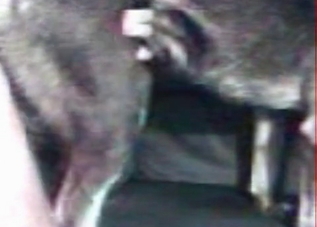 Huge human cock gaping that tiny animal asshole