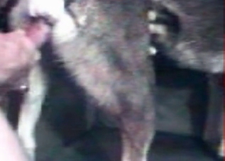Huge human cock gaping that tiny animal asshole