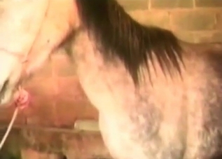 Insane slut is into bestiality