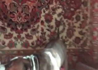 Tasty little pussy getting banged by a mutt