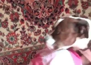 Tasty little pussy getting banged by a mutt