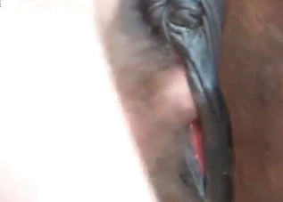 Twisted animal enjoying a cock up the ass
