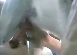 MILF sucking animal cock on camera