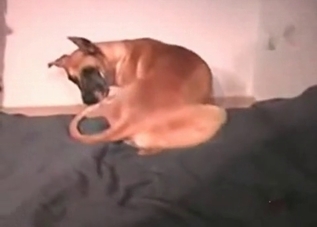Wild-spirited dog enjoying anal fucking