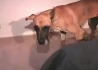 Wild-spirited dog enjoying anal fucking