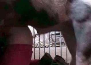 Horse cock shoots out the biggest load ever