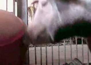 Horse cock shoots out the biggest load ever