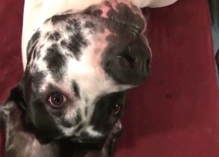 Mutt gets royally serviced on camera