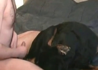 Bulldog's butthole is getting furiously fucked
