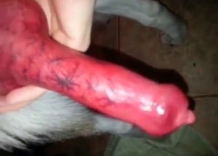 Big-dicked husky is proud of his dong