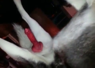 Big-dicked husky is proud of his dong