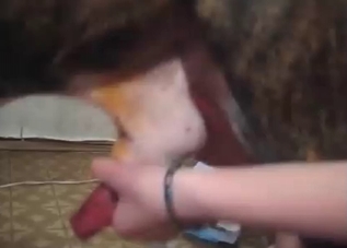Helping this horny mutt cum on cam